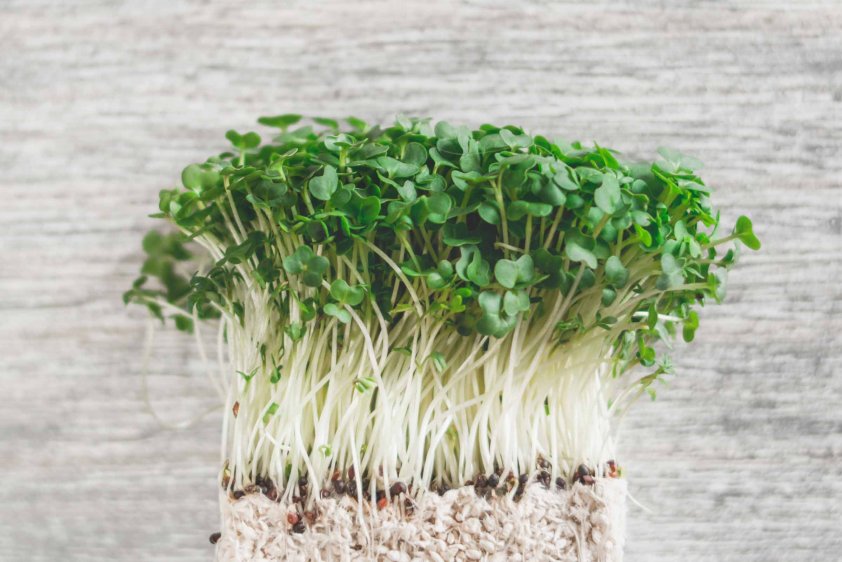 HOW TO USE MICROGREENS TO MAXIMIZE NUTRITION FOR YOU AND FAMILY THIS CORONA SEASON?<