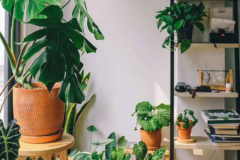 7 TOP HOUSE PLANTS TO DE-STRESS YOUR HOME AND PURIFY THE AIR<