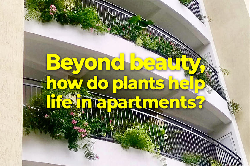 Beyond beauty, how do plants help life in apartments?<