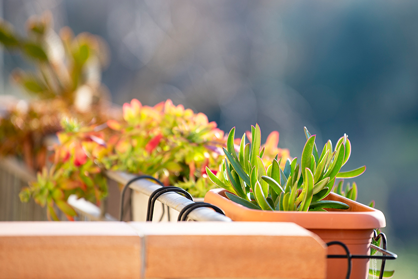 HOW TO START AN APARTMENT BALCONY GARDEN<